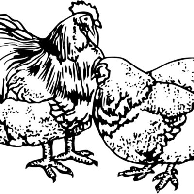 CHICK018 Thumbnail