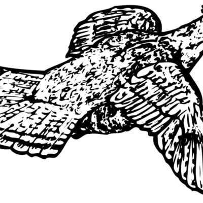 BIRD066 Thumbnail